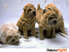 chiots shar-pei