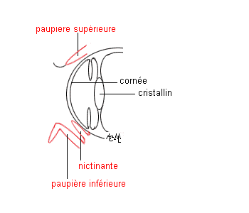 Schma de l'ectropion chez le chien