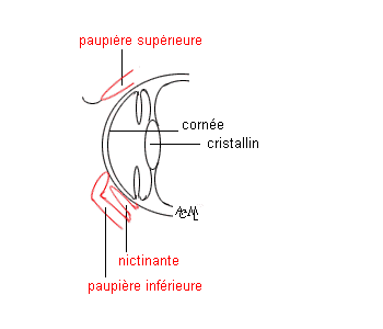 Schma de l'entropion chez le chien